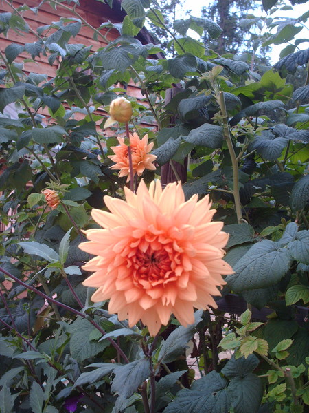 Dahlia's