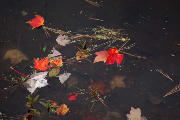 Cider Pond
