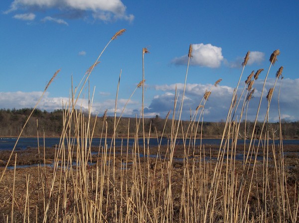 Blue Sky, Tall Grass
