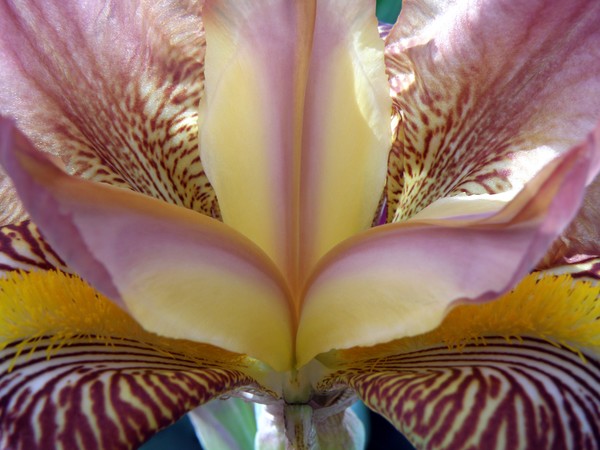 Iris