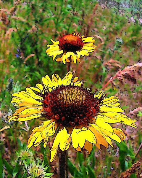 Black Eyed Susans
