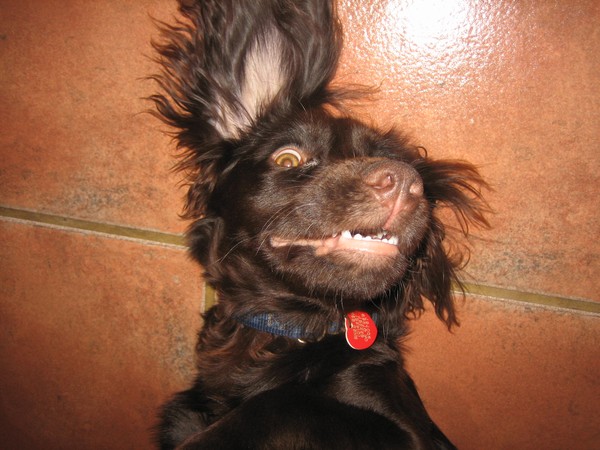 The Lunatic of the family