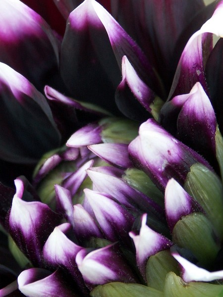 Dahlia Extreme