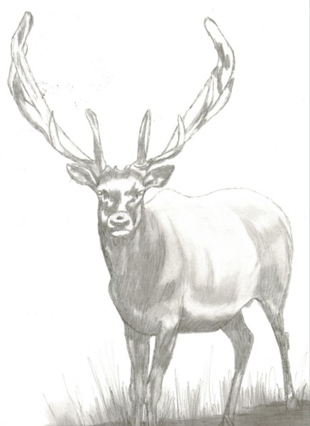 Bull Elk