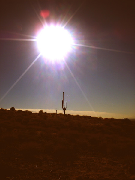 the perfect cactus