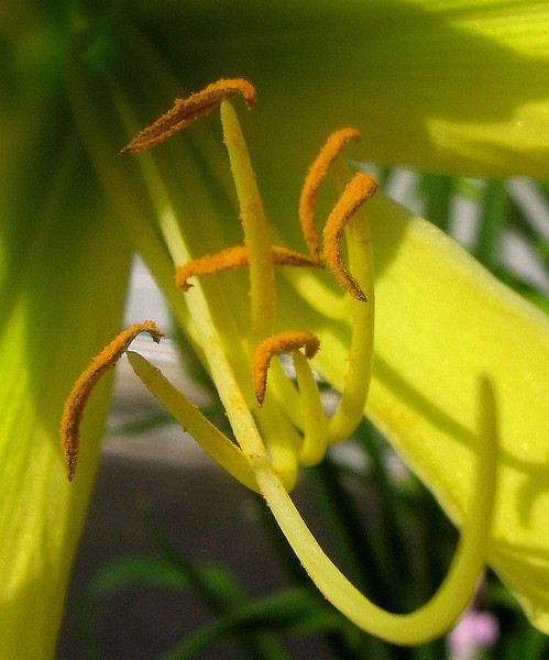 Stamens