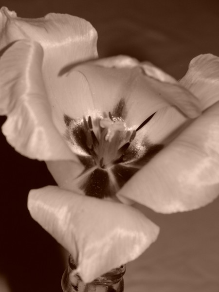 Surprise Tulip