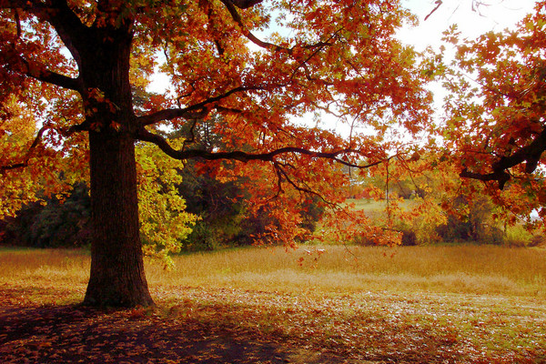 Fall Tree