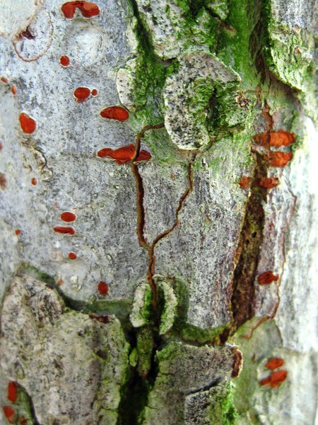 Tree bark