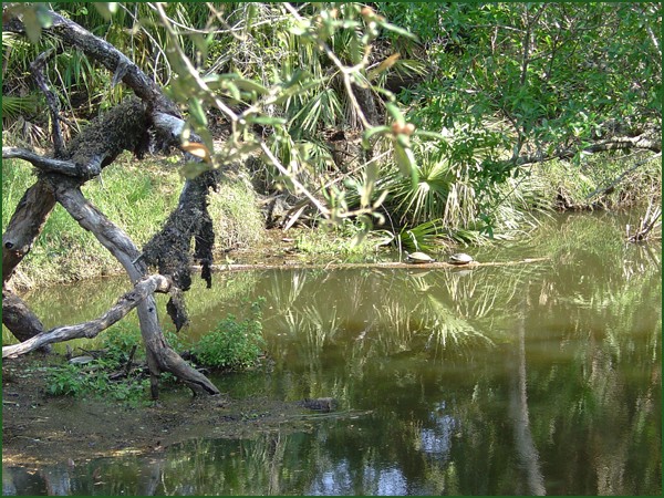 SWAMP BALLET