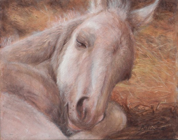 sleeping foal I