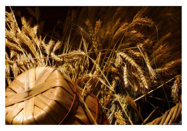 The Harvest
