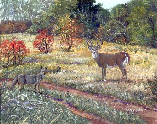 Coyote & Mule deer