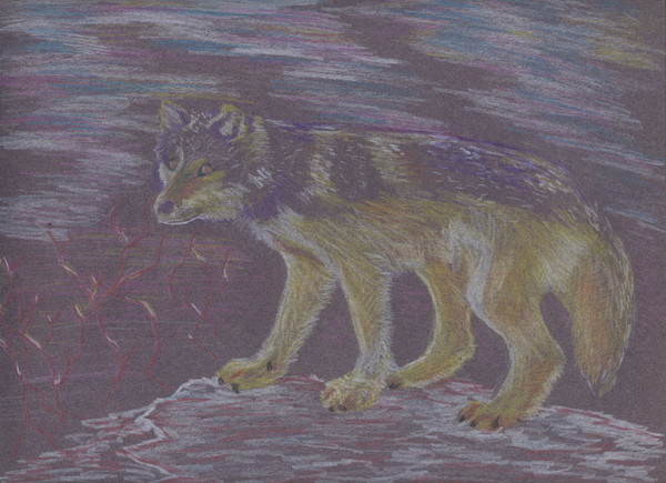 wolf