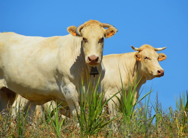 Two cows in France