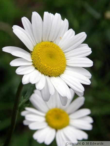 Ox-Eye Daises