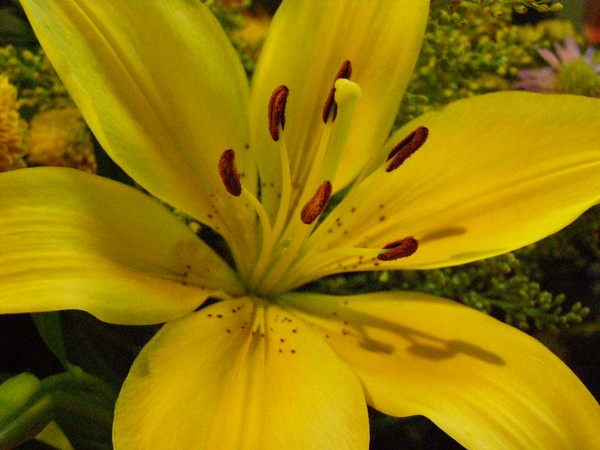 Spring Promises