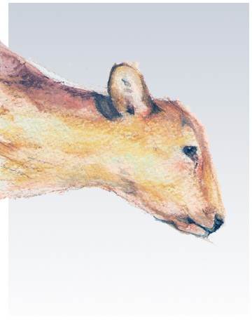 calf