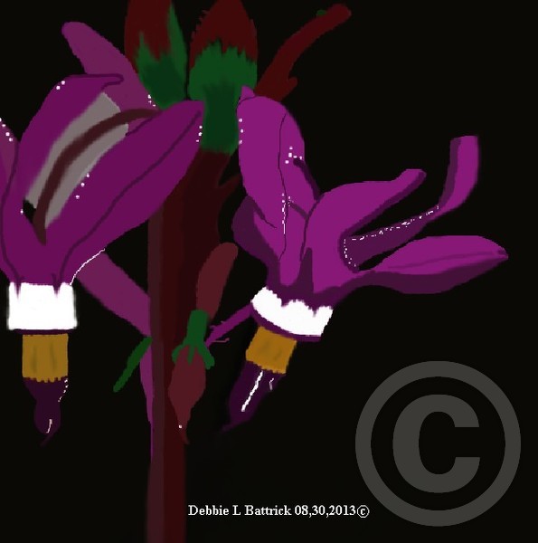 Shooting stars / FLowers