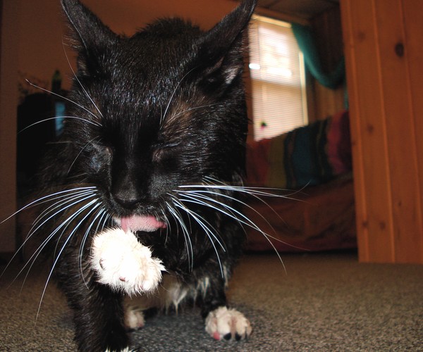 What a Clean Kitty!