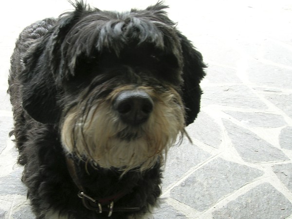 Crispa