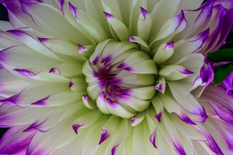 Dahlia Embrace