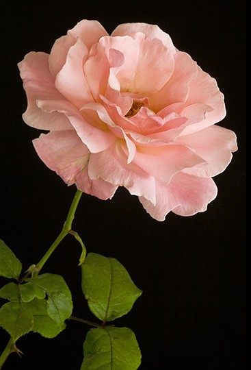 Pink Lady
