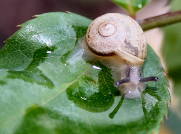 Tiny Little Snail