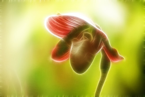 Under the Bonnet: an Orchid