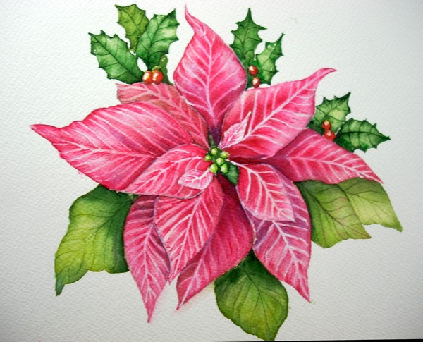 Red Poinsettia