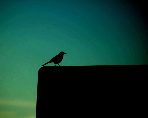 DIGITALLY ADJUSTED BIRD PHOTO - 3790