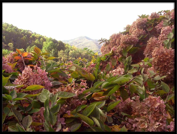Hydrangeas