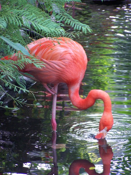 Pretty in pink