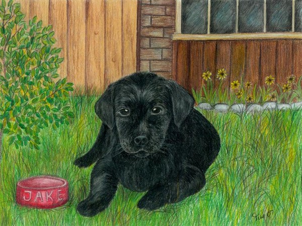 Black Labrador Retriever Puppy