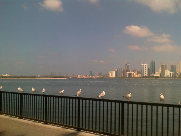 lagoona Birds