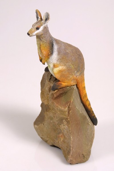 Yellow-footed Rock Wallaby