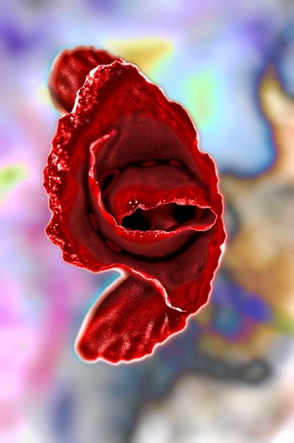 Fancy Poppy