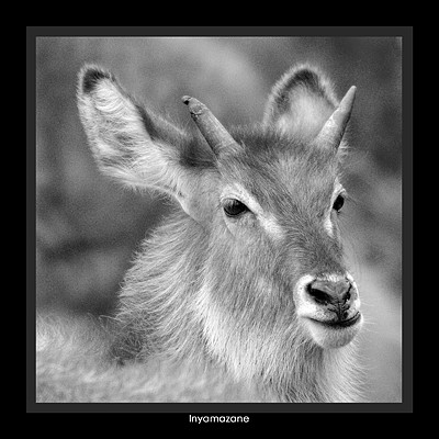 Inyamazane / Waterbuck