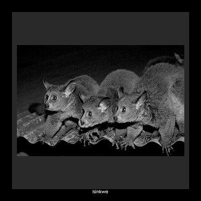Isinkwe / Bush Baby