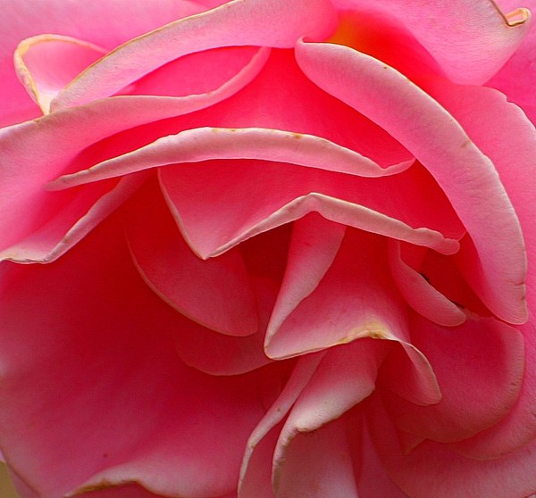 pink rose macro