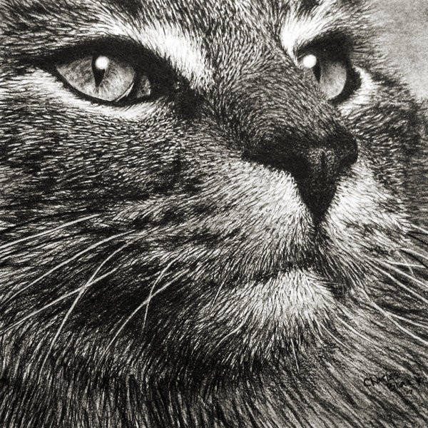 Mr. Cat close up