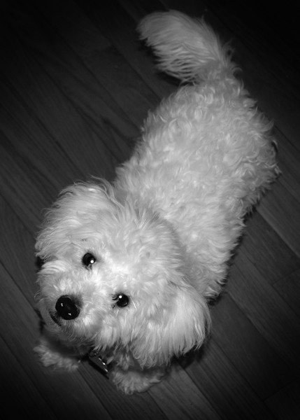 Cute Bichon