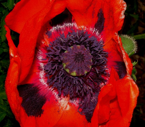 The Art of Flowers #4
