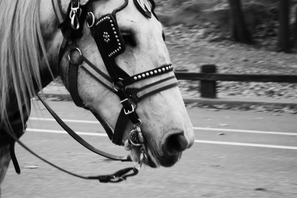 Central Park Horse
