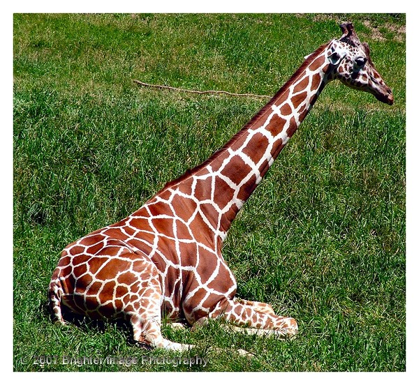 Giraffe