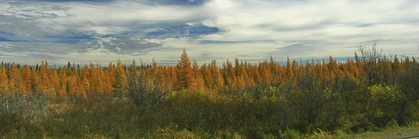 Autumn in the Big Bog
