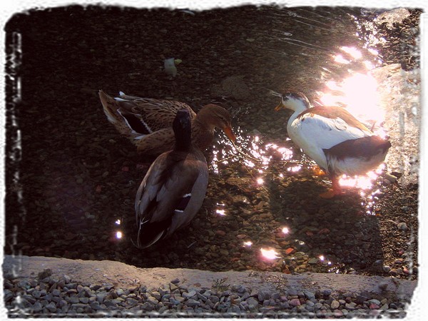 three ducks