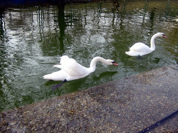 swans