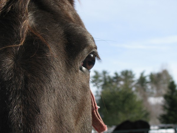 Window to the Soul