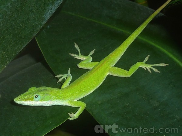 Anole And The Green Stalk - Warming Up
